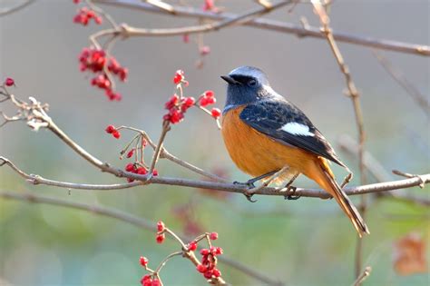 鳥 庭|野鳥図鑑（野鳥の種類、名前）